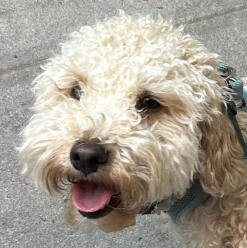 Miso