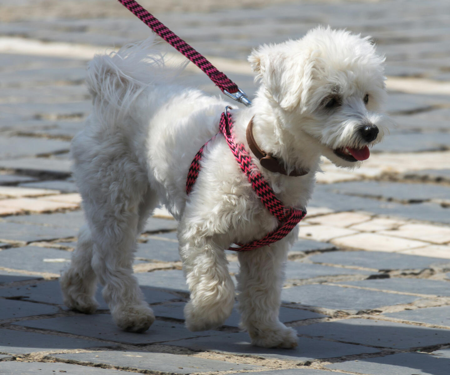 Scheduled Walks